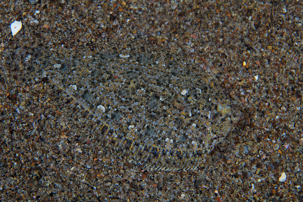 Flounder