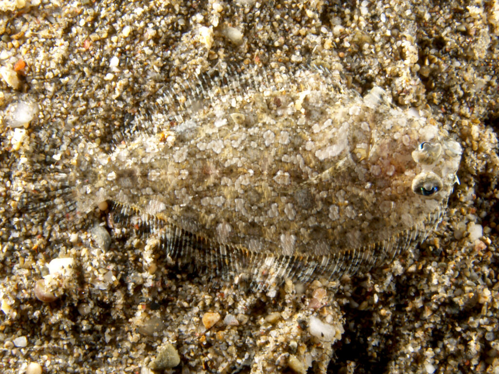Asterorhombus intermedius (Intermediate flounder), Timor-Leste
