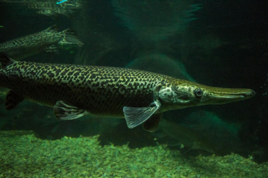 Gar: Prehistoric Challenges
