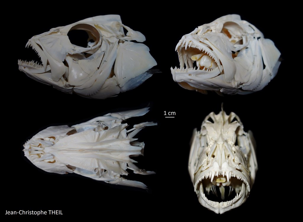 Crâne de Vivaneau / Snapper Skull (Lutjanus sp.)