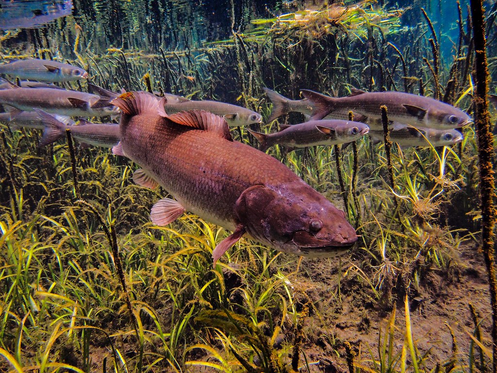 Boss Bowfin of the Ichetucknee