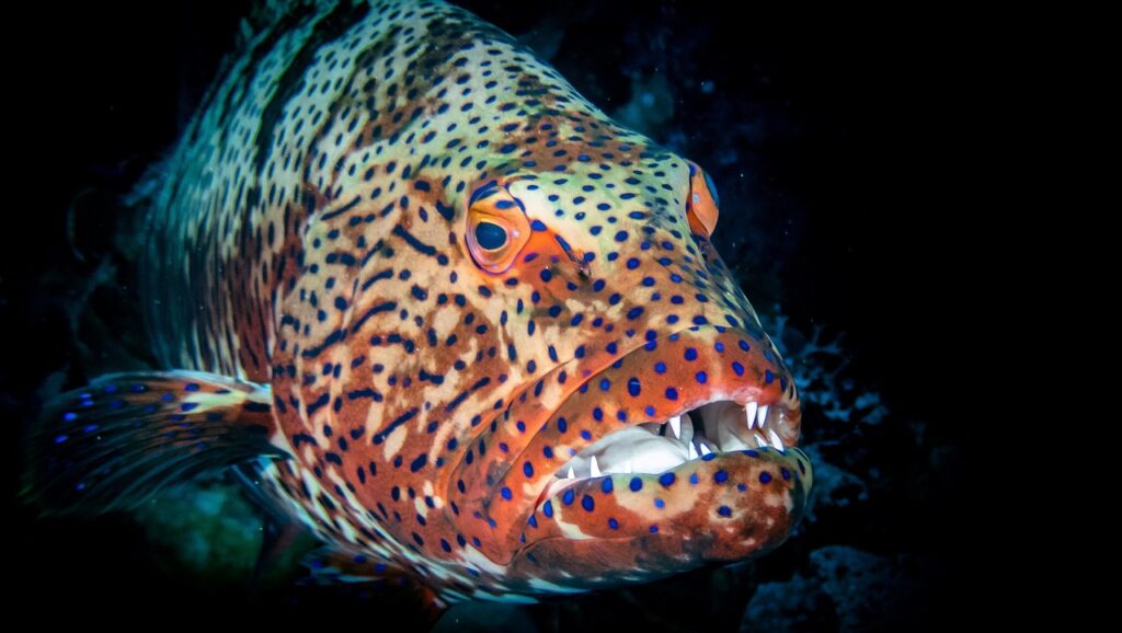 grouper, egypt, dive, underwater, coral reef, sea, fishes, water, reef, corals, diver, scuba diving, sea creatures, animal, sea animal, ocean, close up, perch, sea water, macro, isolated, black, underwater world, wildlife, vacations, grouper, grouper, grouper, grouper, grouper