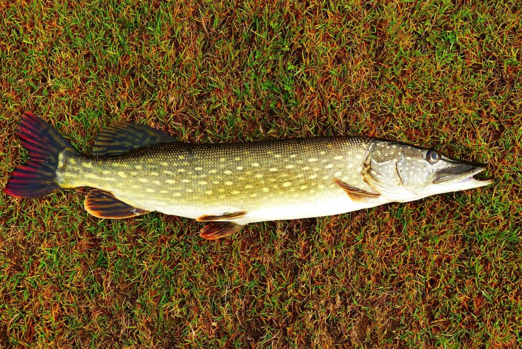 The Future of Pike Aggression in Changing Environments