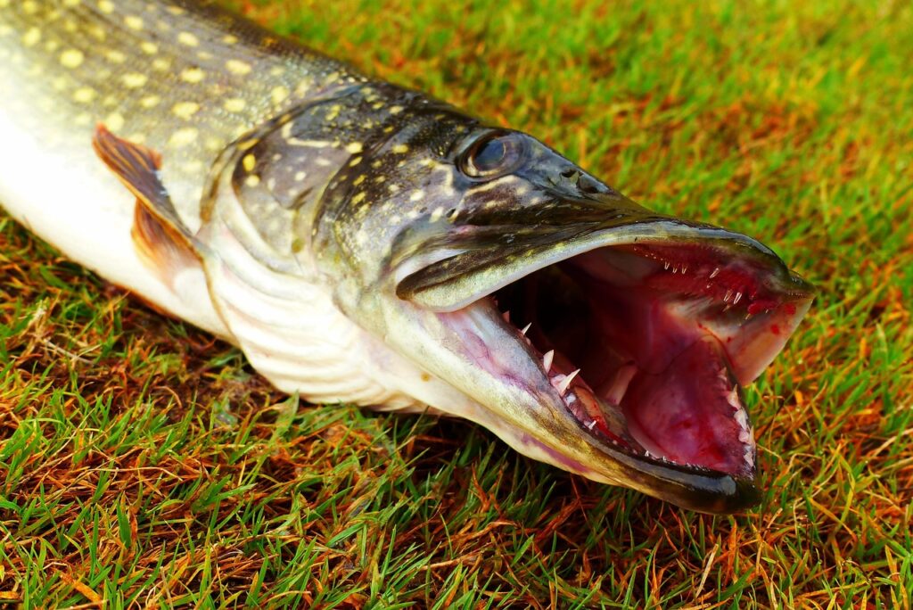 Territorial Aggression in Northern Pike