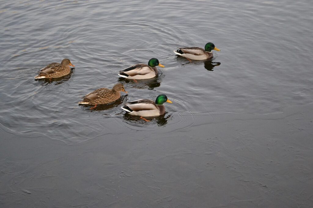 river, november, duck, landscape, nature, autumn, water