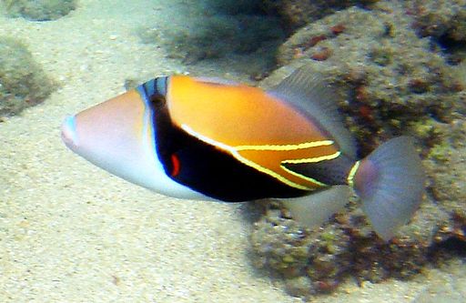 Reef Triggerfish (Rhinecanthus rectangulus, Hawaiian: humuhumunukunukuāpua'a) in Hanauma Bay, Hawaii.