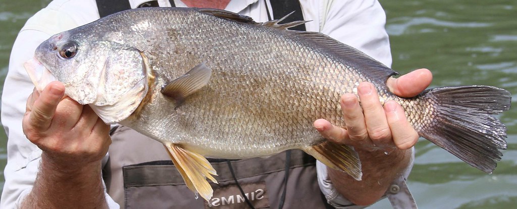 Freshwater drum (Aplodinotus Grunniens)