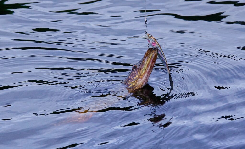 The Pike's Predatory Feeding Strategy