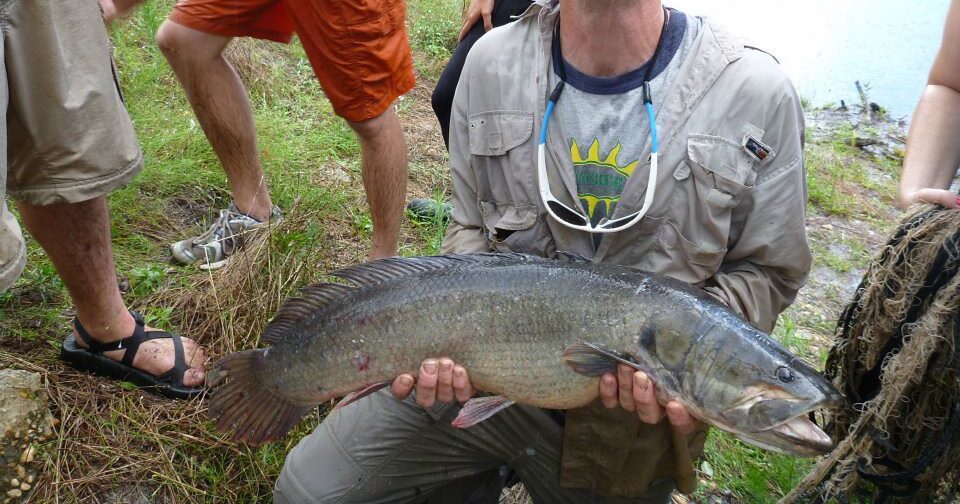 Amia calva, bowfin