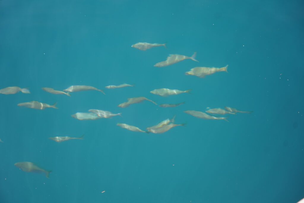 Track Baitfish Movements