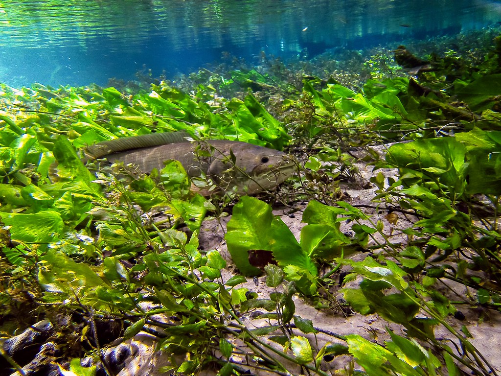 Back to Bowfin in Baltzell