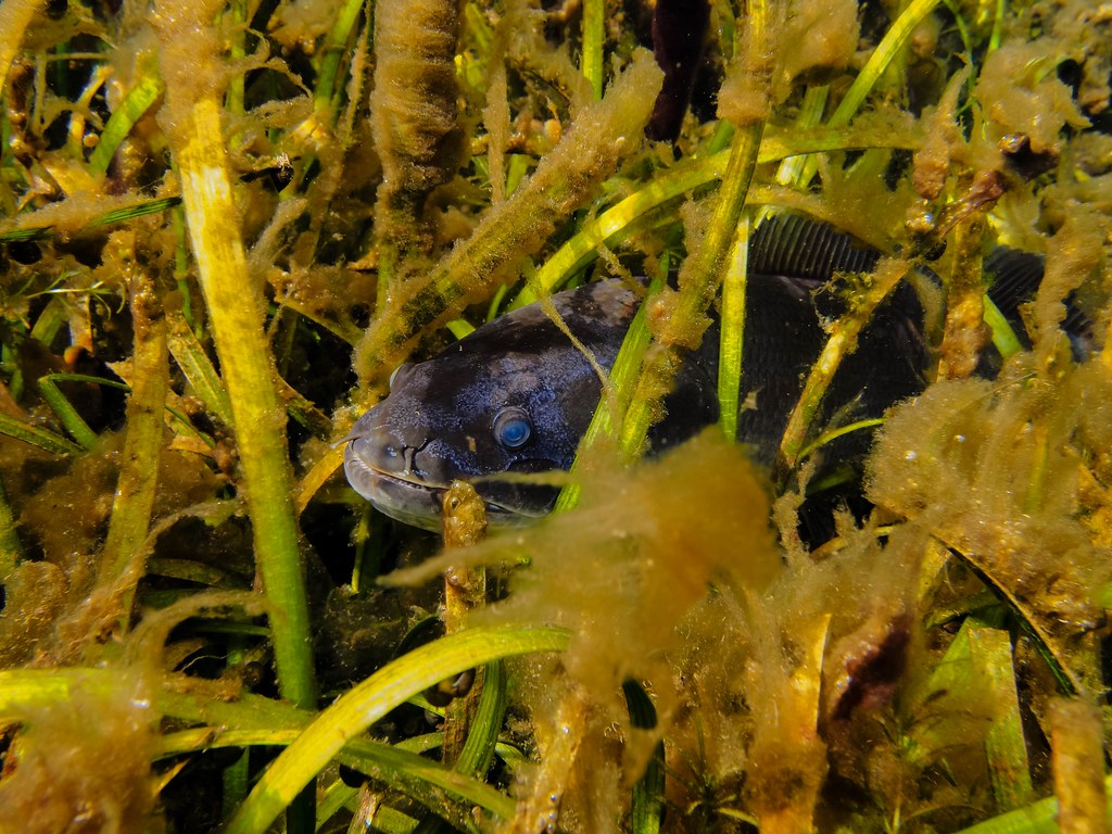 Bowfin Hide and Seek