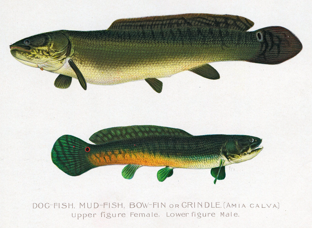 Bowfin, dogfish
