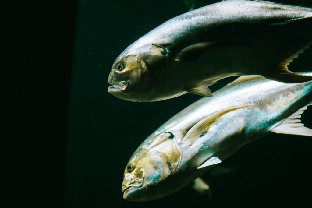 Impact of Prey Availability on Aggression