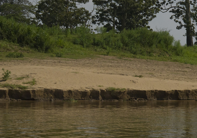 A tranquil riverside scene with sandy shores, lush green foliage, and tall trees under a clear sky. The water reflects the natural beauty, conveying peace.