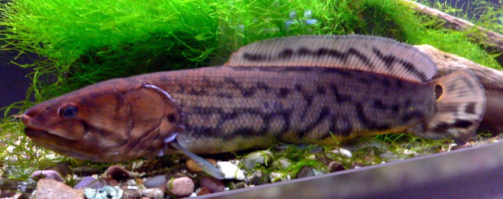 Bowfin: Living Fossils with Fighting Spirit
