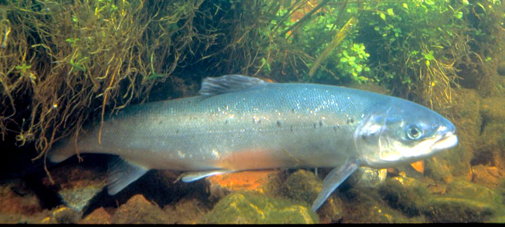 A salmon swimming in clear water near the riverbed, surrounded by rocks and aquatic plants. The fish's scales glisten with a metallic sheen.