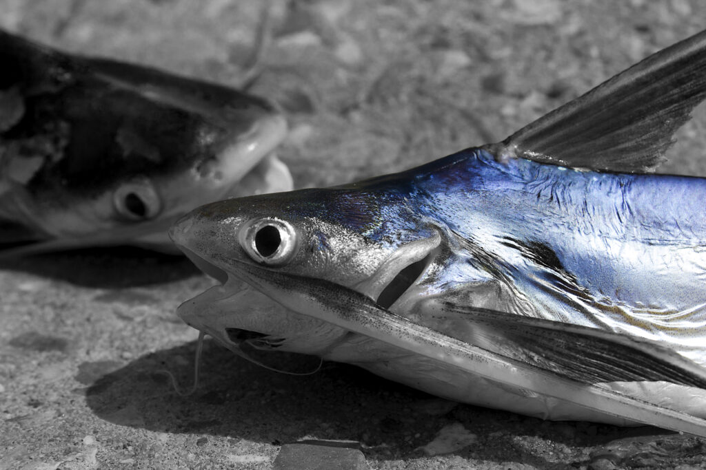Close-up of two fish on a textured surface, with one fish in grayscale and the other in iridescent blue hues, conveying a contrast of life and stillness.