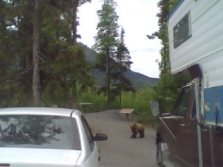 A bear cub stands on a paved path near parked cars and a camper in a forested area, with mountains and trees in the background on a cloudy day.