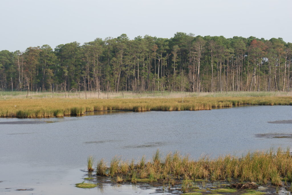 Calm marshland scene with tall grass surrounding a tranquil pond. In the background, a dense forest of pine trees adds depth to the landscape.