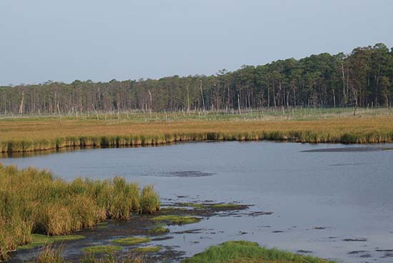 Calm marshland scene with a winding waterway, surrounded by tall grasses and a forest in the background. The atmosphere is peaceful and serene.