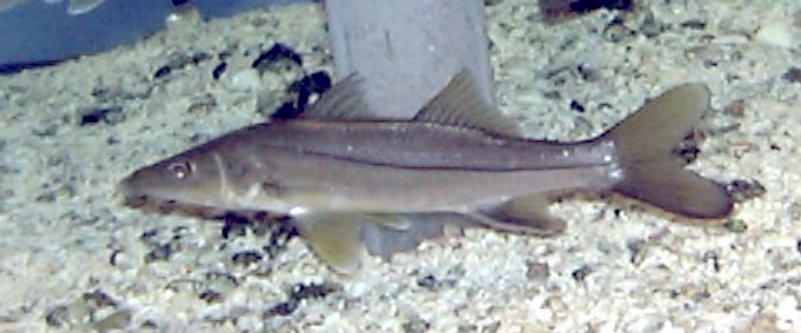 A slender, brown fish with a pointed snout swims near the sandy, gravelly bottom of an aquarium. It has a streamlined body and a subtle dorsal fin.