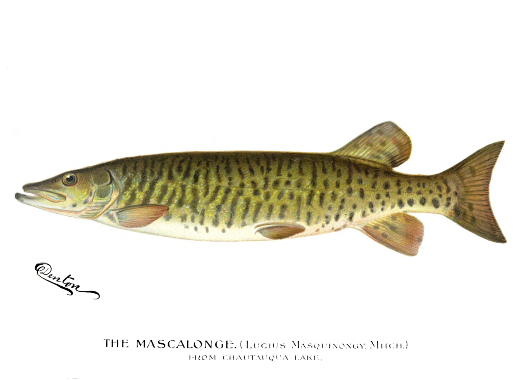 Illustration of a fish, the Mascalonge, displaying elongated body, olive green shades with dark spots, and fins. Labeled from Chautauqua Lake.