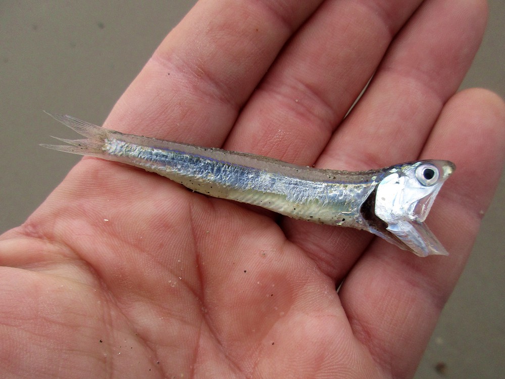 A small, silver fish with an open mouth and prominent eye lies on a person's palm. The fish's metallic sheen contrasts against the skin's texture.