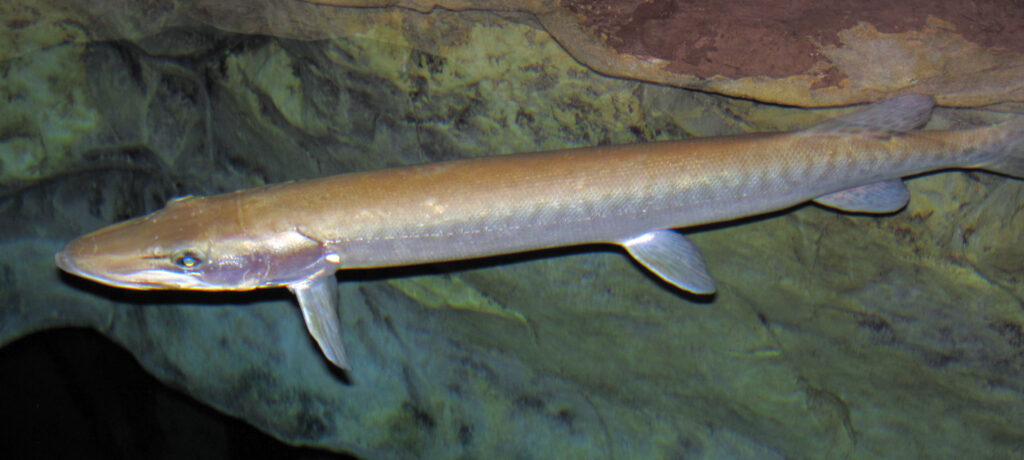 Long, slender fish with silver scales swims beside a rocky, aquatic backdrop. The fish's tranquil pose conveys a sense of calmness.