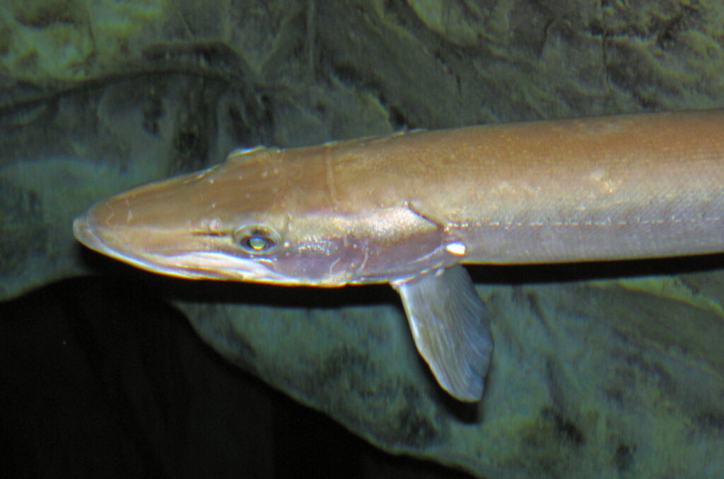 Close-up of a long, slender brown fish with a pointed snout and small fin, gliding against a dark, rocky background in a calm underwater setting.