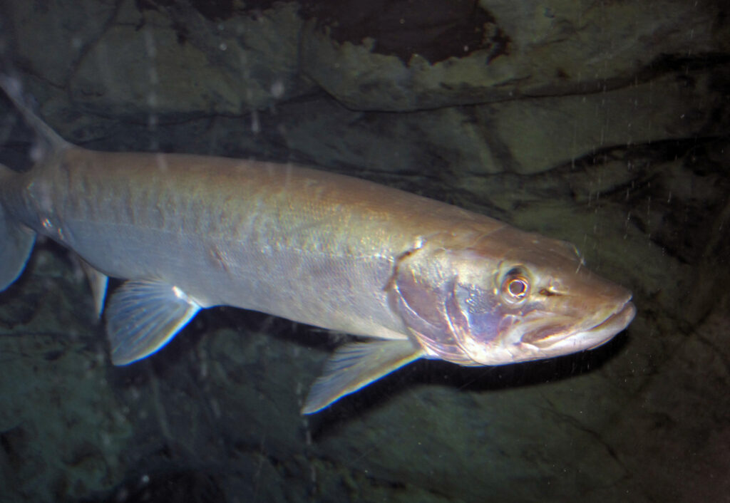 Close-up of a large fish with shiny scales and sharp fins swimming against a rocky, dark aqua background, conveying a serene underwater ambiance.