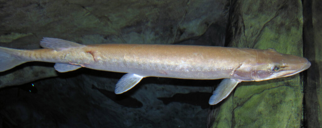 A long, slender fish with a golden-brown body swims through clear water. Its fins and sharp snout are visible against a dark, rocky background.