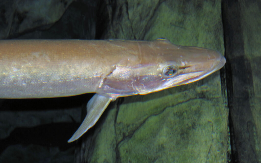 Close-up of a fish with a long, slender body and pointed snout, swimming against a dark, rocky background. Its scales shimmer subtly under the light.