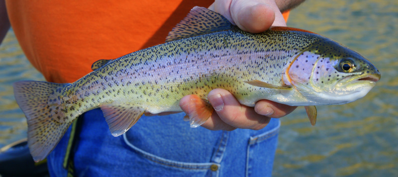 A person in an orange shirt and blue jeans holds a colorful rainbow trout by the water. The fish displays iridescent hues and spots, conveying a sense of freshness.