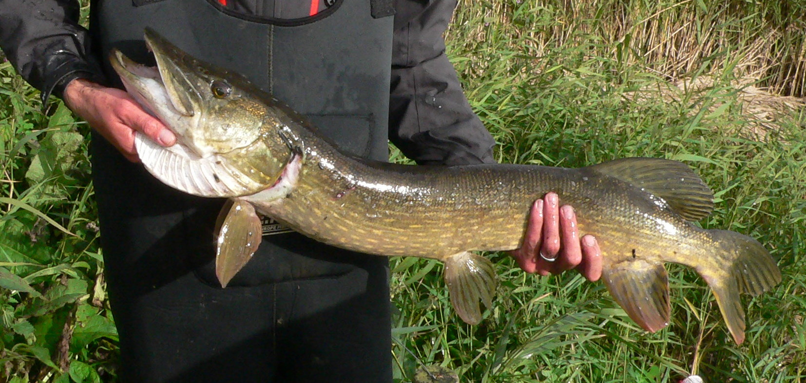 A person in dark clothing holds a large, shiny pike horizontally against a backdrop of tall, wild grasses, conveying a sense of outdoor fishing success.