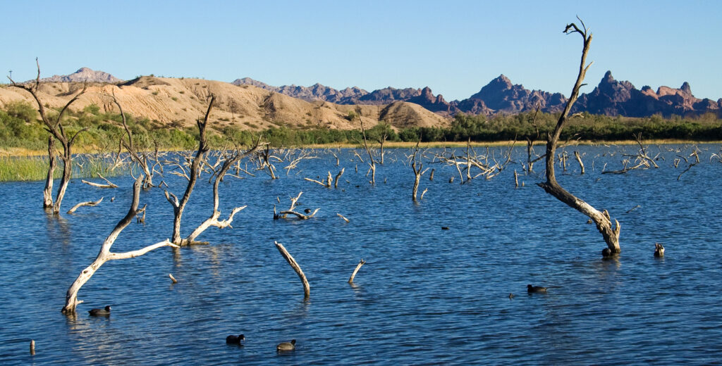 Calm lake with submerged trees under a clear blue sky. Desert hills and rocky mountains sit in the background. Several ducks float on the water.