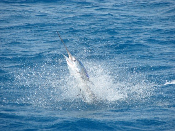 A marlin leaps out of the ocean, splashing water around. The fish's elongated bill and sleek body are prominent against the blue waves, conveying energy and motion.