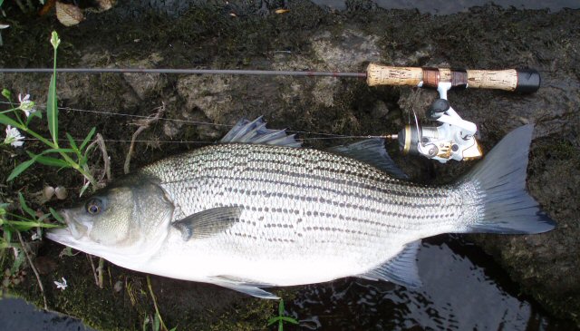 Hybrid bass.