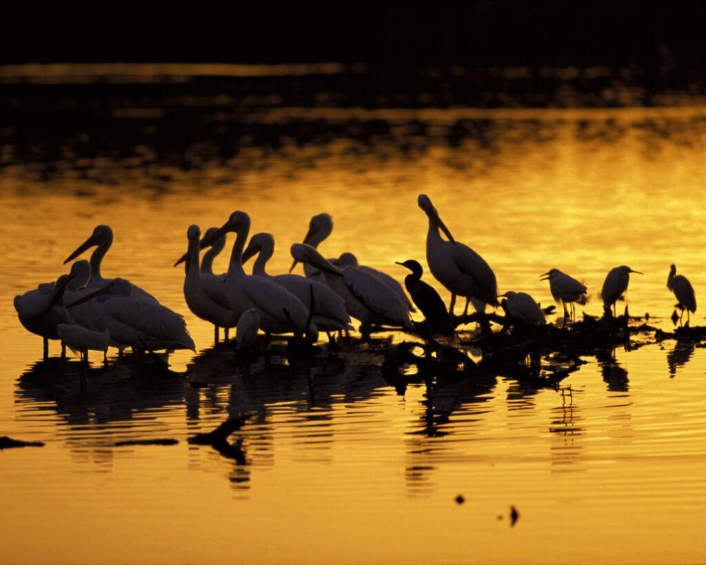 Silhouettes of birds, including pelicans, stand on a reflective water surface at sunset. The sky glows golden, creating a tranquil and serene scene.