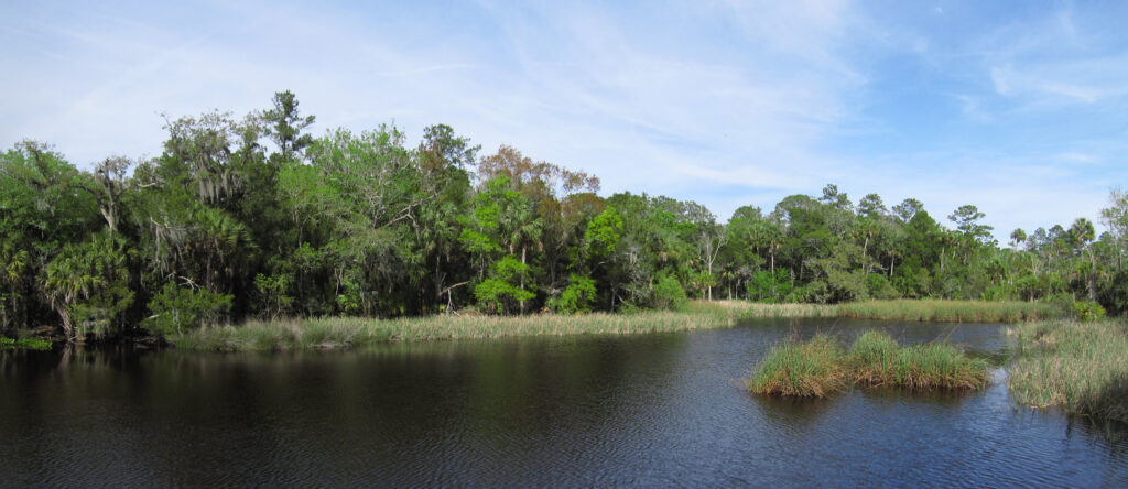 Lush green forest lines a serene river, bordered by tall grass under a bright blue sky. The scene is calm and natural, evoking tranquility.