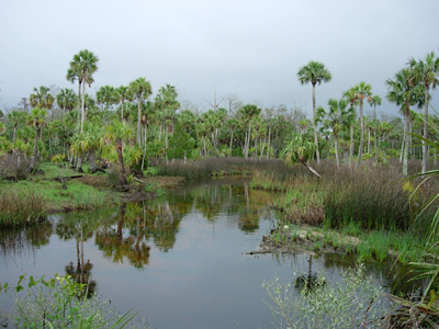 A lush wetland scene with tall palm trees, green reeds, and a calm, reflective water surface. Overcast sky creates a serene, natural atmosphere.