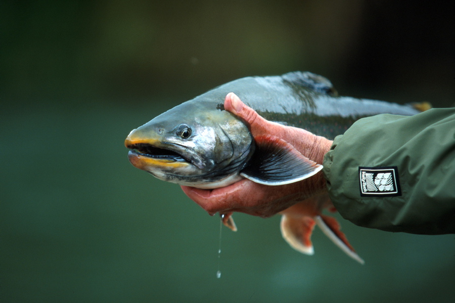 A person in a green jacket holds a large fish over water. The fish's scales glisten, and droplets drip from it, conveying a sense of freshness and nature.