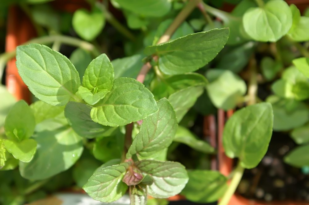 Close-up of fresh green mint leaves growing in a garden pot, with sunlight highlighting their textured surface, conveying a sense of freshness and vitality.