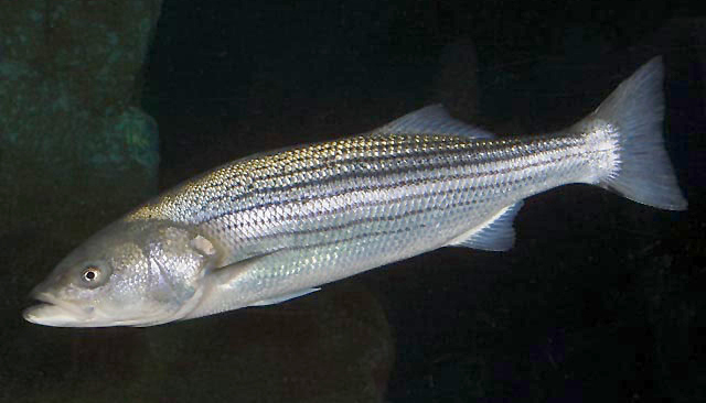 Striped bass swimming in dark water, displaying silver scales and distinct horizontal black lines. The fish appears calm and streamlined in its natural habitat.