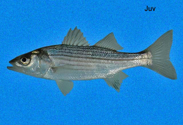 A juvenile fish with a sleek, silvery body and prominent fins is displayed against a solid blue background. The fish's eye is large and round.