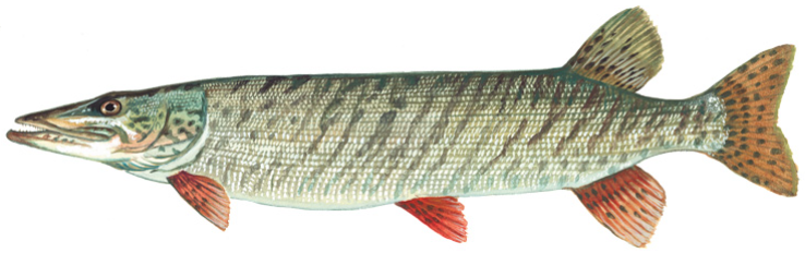 Illustration of a Muskellunge with a long, slender body, speckled green scales, and reddish-orange fins, conveying a natural and aquatic feel.