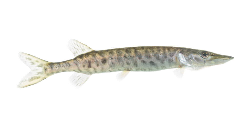 A northern pike with a long, slim body and patterned scales on a white background. It has a sleek, pointed head and translucent fins visible.