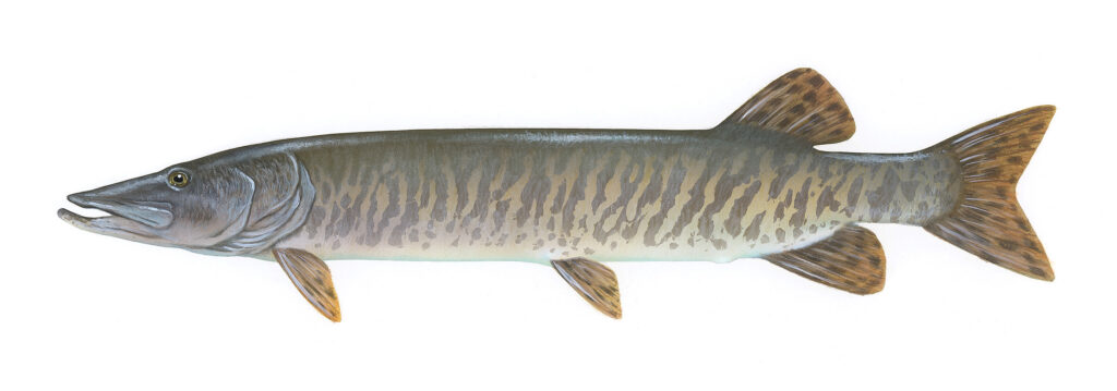 Illustration of a fish with a long body and pointed snout. It has dark vertical stripes on a lighter background, with brown fins and tail.