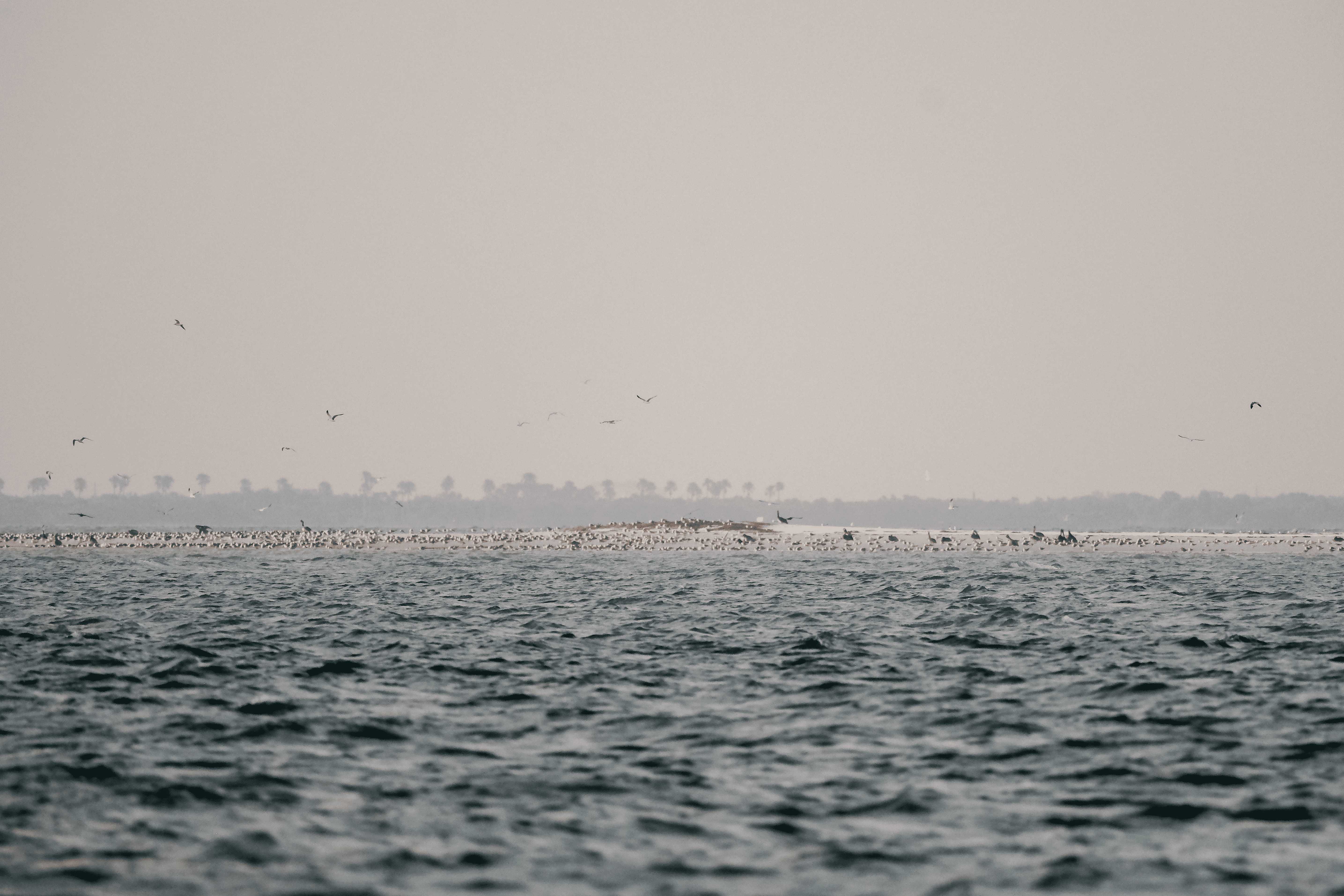 Calm sea with gentle waves in the foreground. In the distance, a flock of birds rests on a sandy strip under a hazy sky, conveying tranquility.