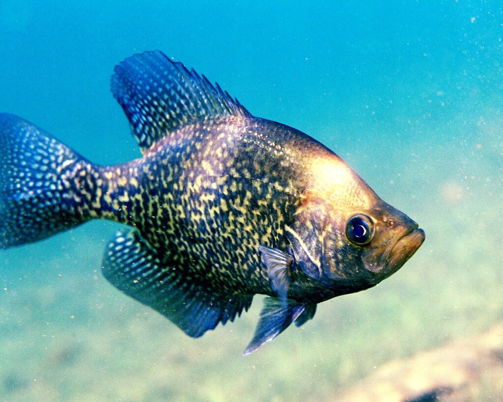 Black Crappie (Pomoxis nigromaculatus)
